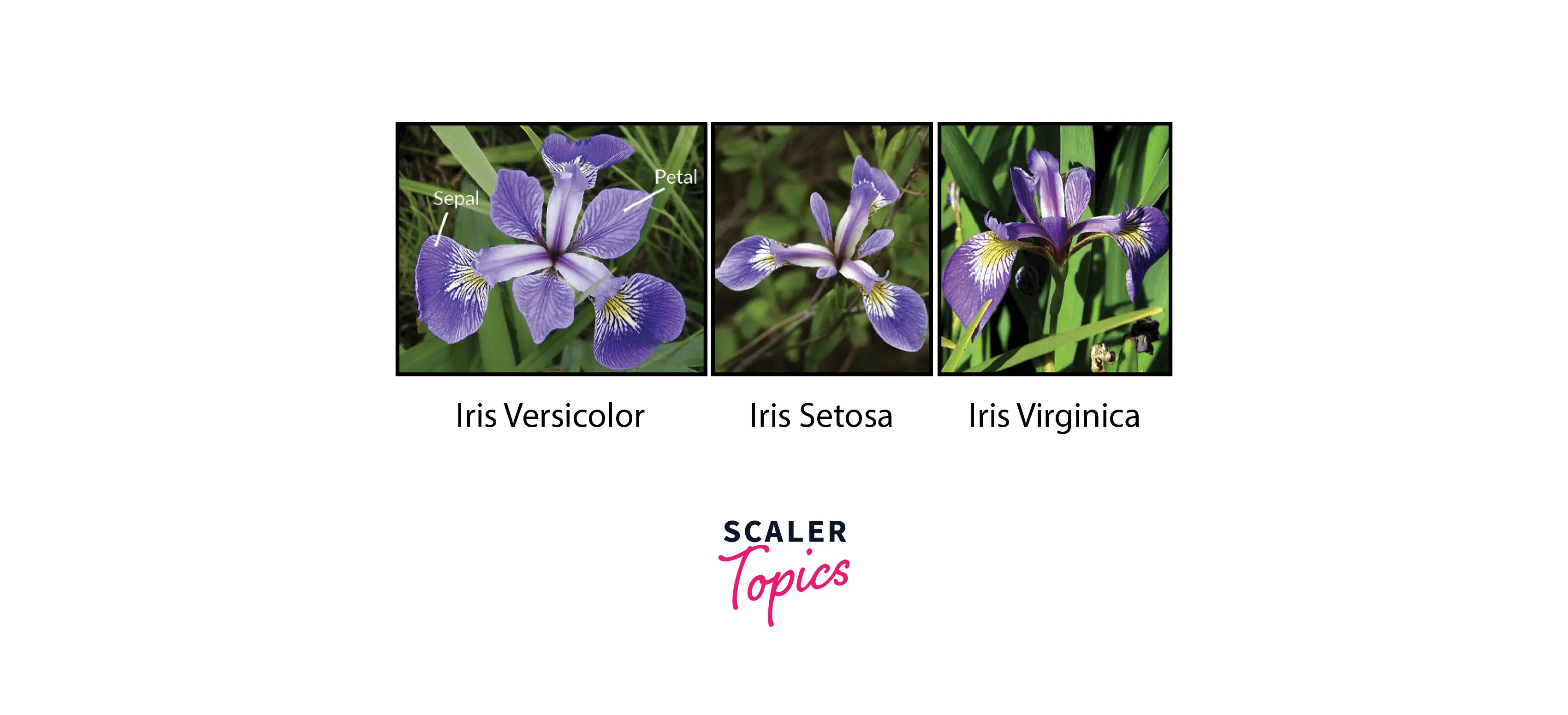 iris-dataset-project-final-output